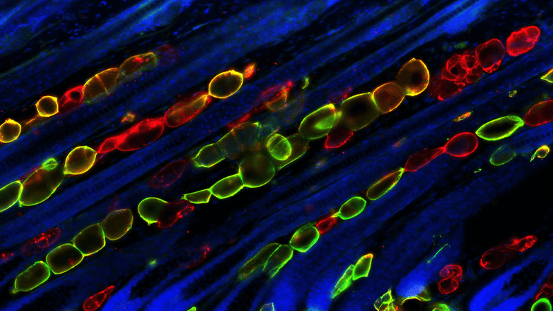 Scientific image: rows of cells, stained green, red, yellow
