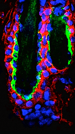 Scientific image of stem cells