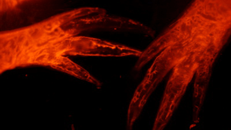 Microscopy image of salamander digits
