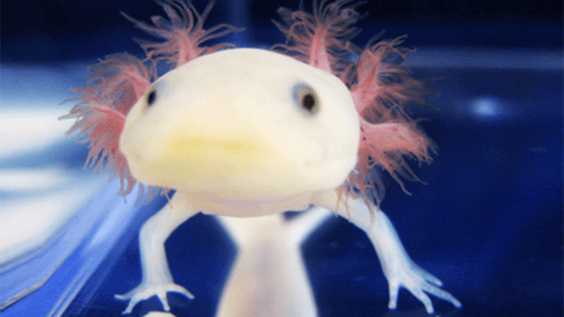 Photo of an axolotl salamander in a tank