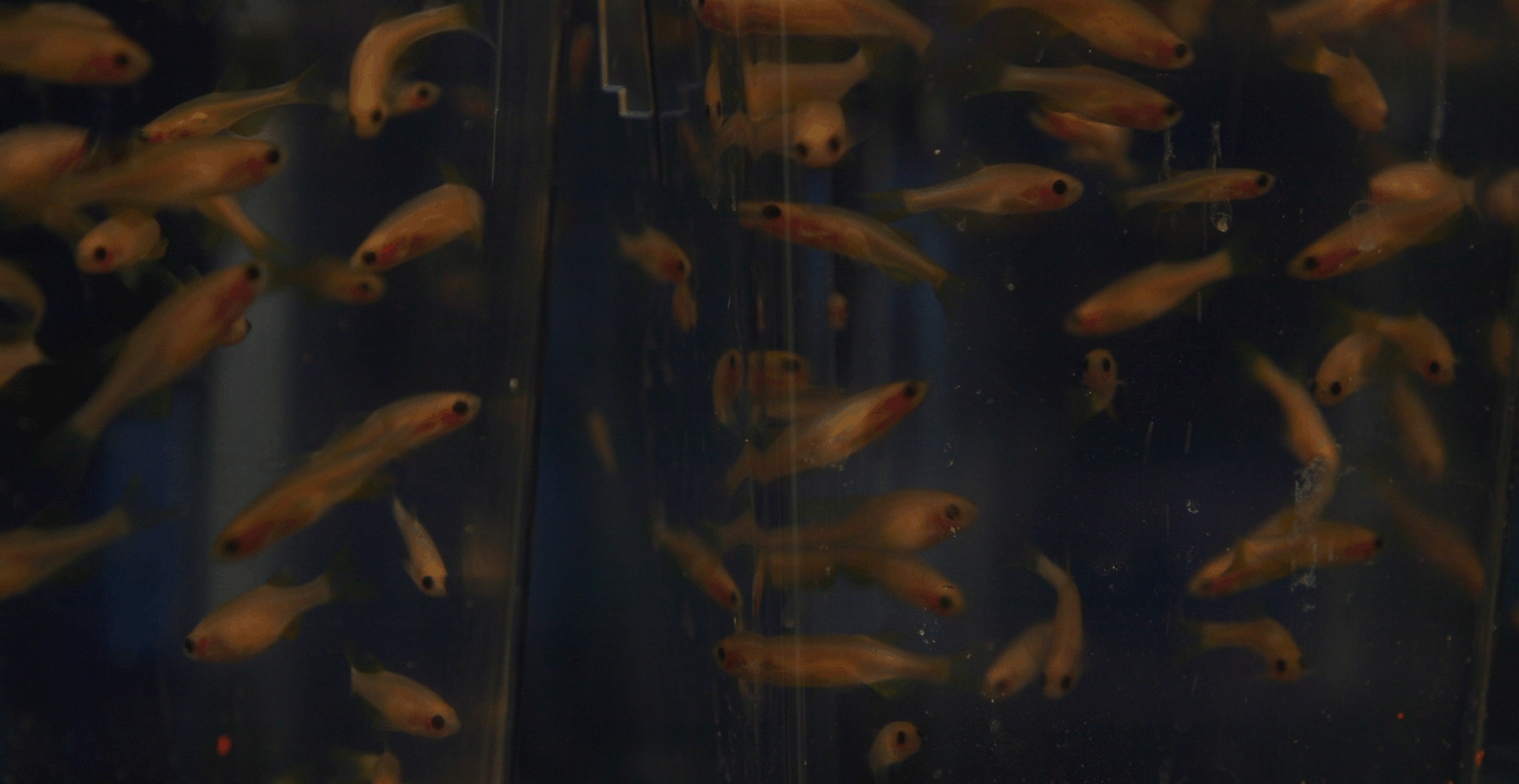 Zebrafish swimming in a tank