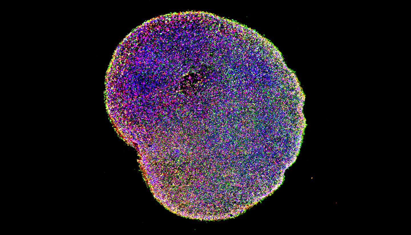 Microscopy image: cells of many colors