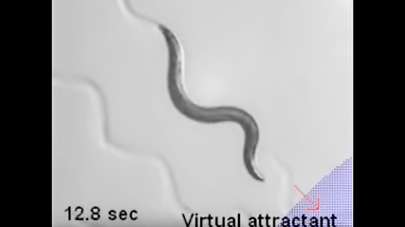 Video still of nematode worm wriggling towards an abstract food source
