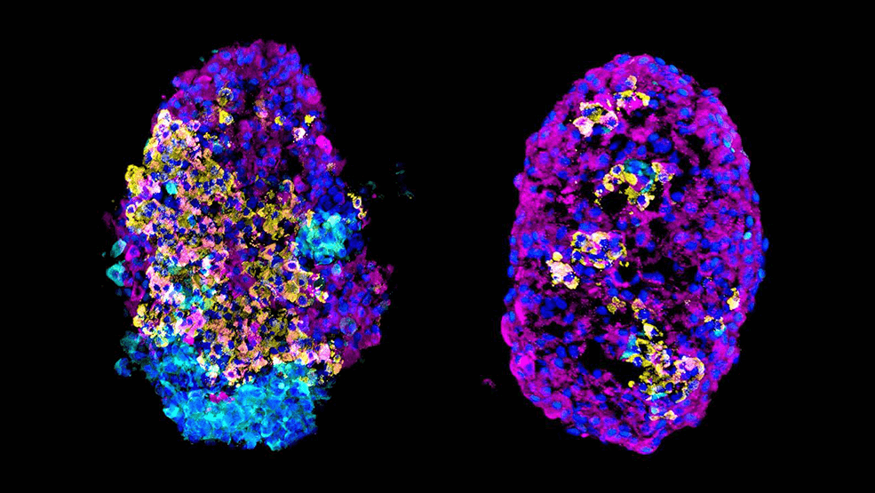 Microscopy image of colorful cell clusters