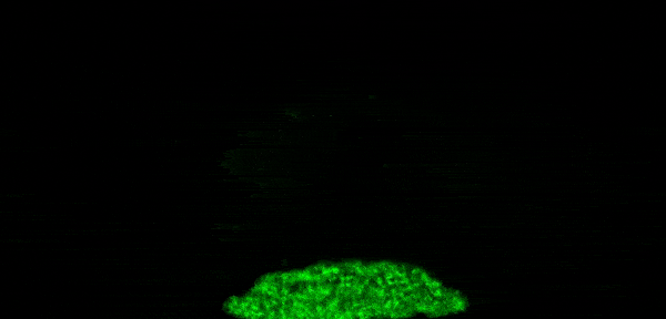 Video of neurons activating in the zebrafish brain.