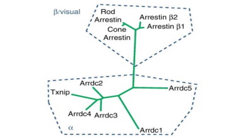 Arrestin family