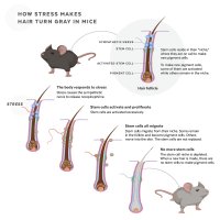 Infographic showing how stem cells are affected by stress.