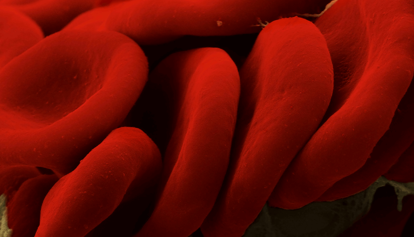 Red blood cells.