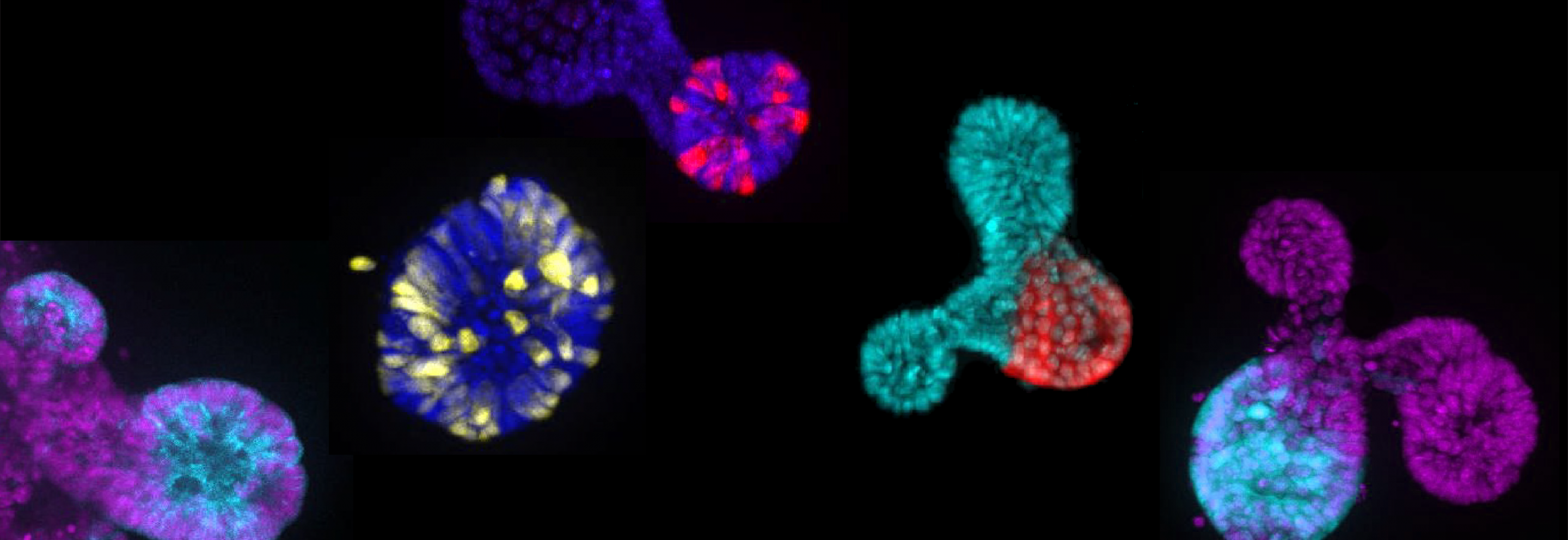 Microscopy images of cells