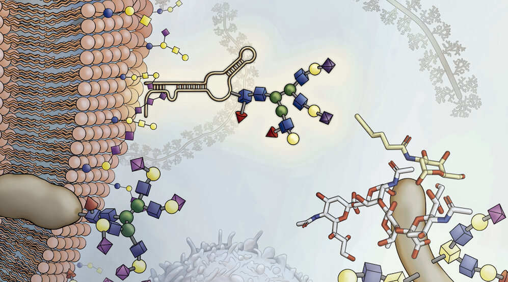 Illustration of molecules on the cell surface.