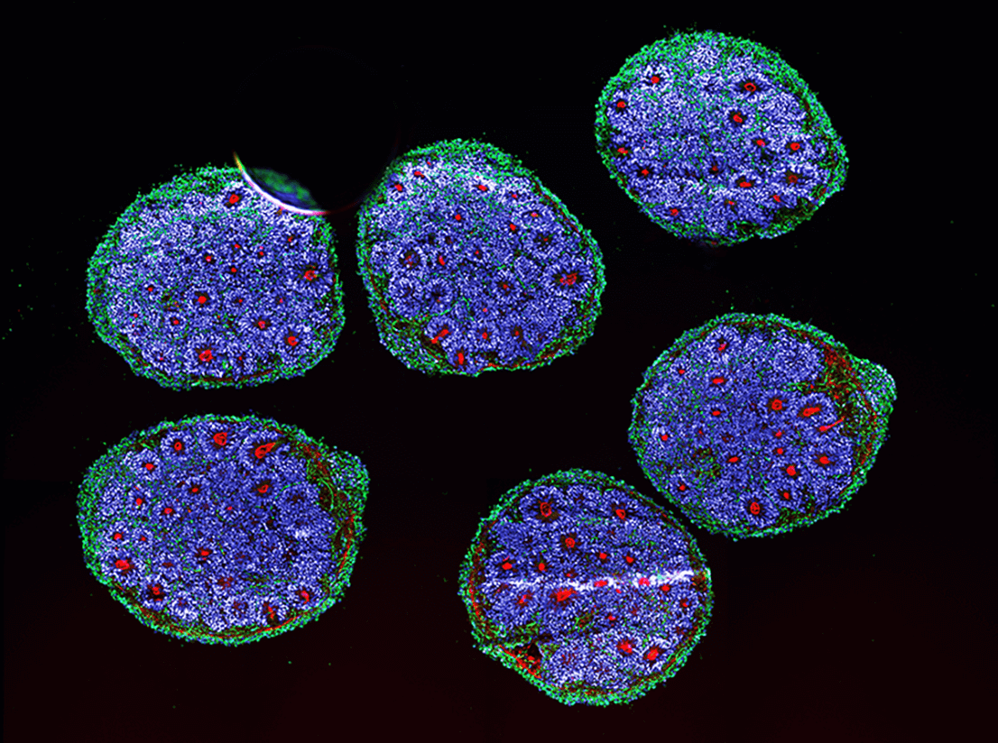 Green, blue, and red antibodies