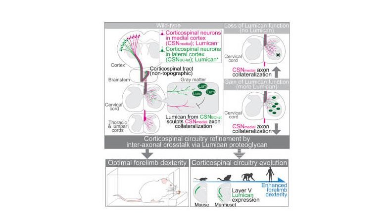 Graphical abstract demonstrating that the extracellular proteoglycan Lumican controls balance of cervical innervation between distinct corticospinal neuron (CSN) subpopulations (bulbar-cervical projecting CSNBC-lat vs. diverse CSNmedial) via non-cell-autonomous interaxonal crosstalk. This mechanism controls corticospinal circuitry refinement and forelimb dexterity in mice and potentially enabled evolutionary diversification of corticospinal circuitry.