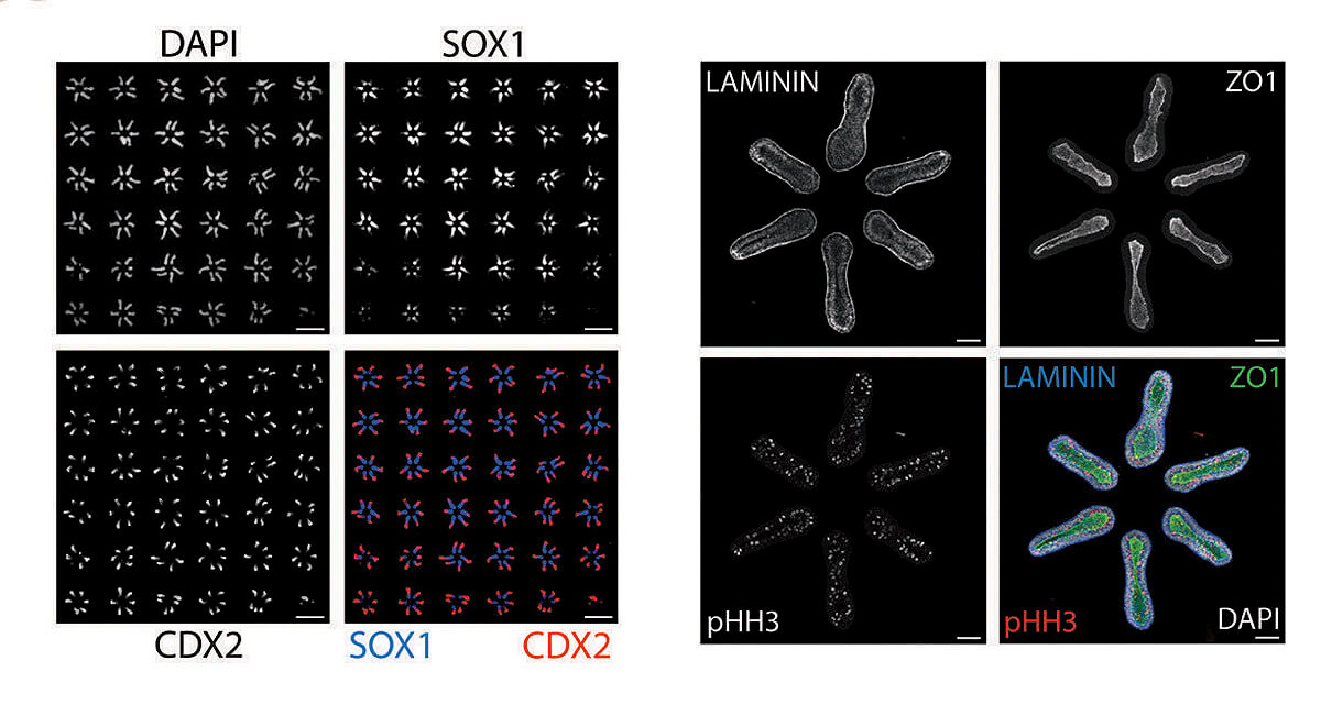 Microscope slides showing hexagonal arrangement of stem cell colonies