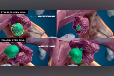 A series of panels showing a stressed stem cell with calreticulin on its surface being engulfed and eaten by a macrophage, and a healthy stem cell, expressing very little calreticulin, being contacted by a macrophage but not eaten. Instead, the macrophage appears to draw out some material from the cell. 