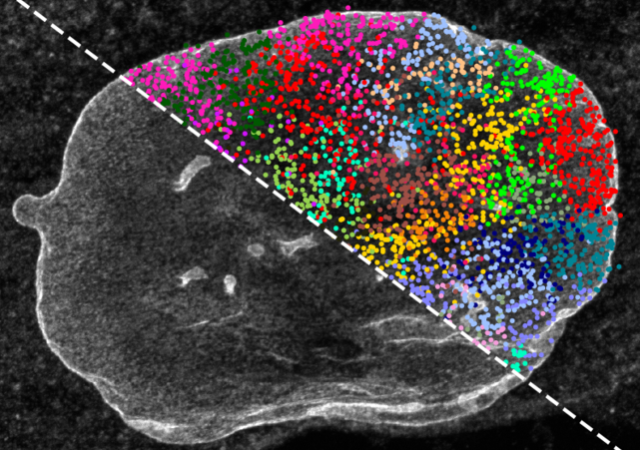 New technique expands cells to sequence DNA and capture fine structural ...